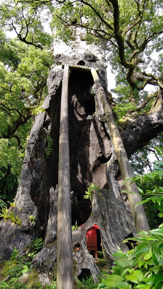 旗山神社の大樟‼️❰後ろ側❱