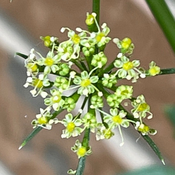 何の野菜だと思いますか？