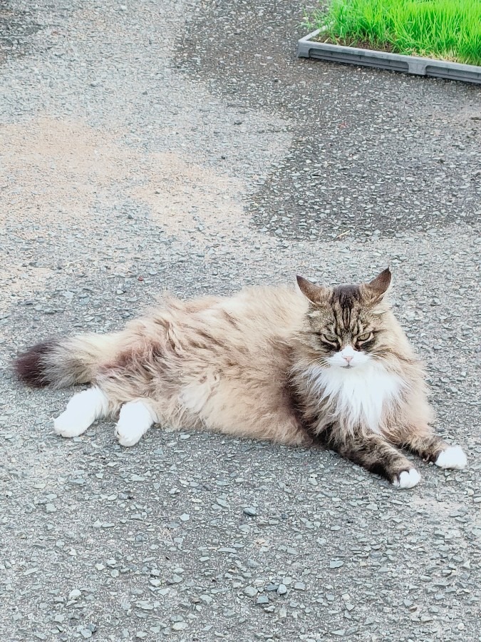 魚屋さんの猫🐱