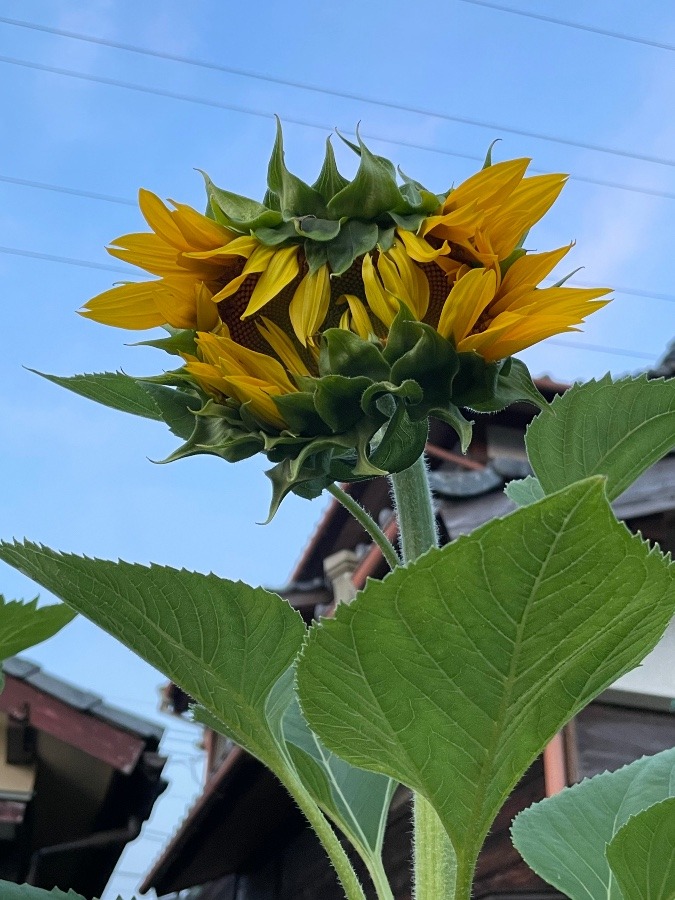 今のひまわり🌻