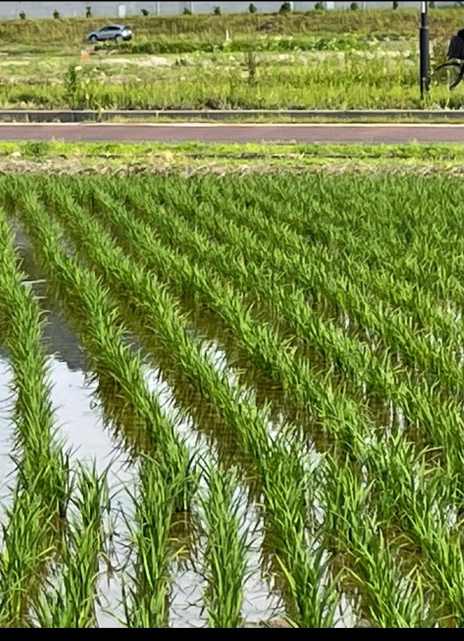 お米美味しく稔れ〜🌾