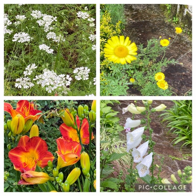 木漏れ陽のガーデンを彩る花々🌸🌼