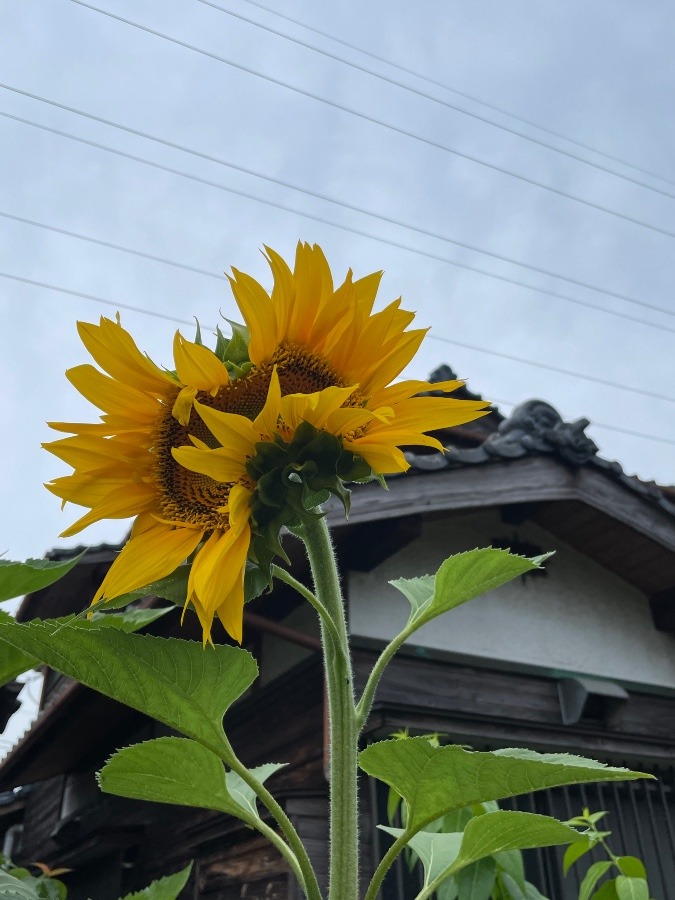 ひまわり🌻