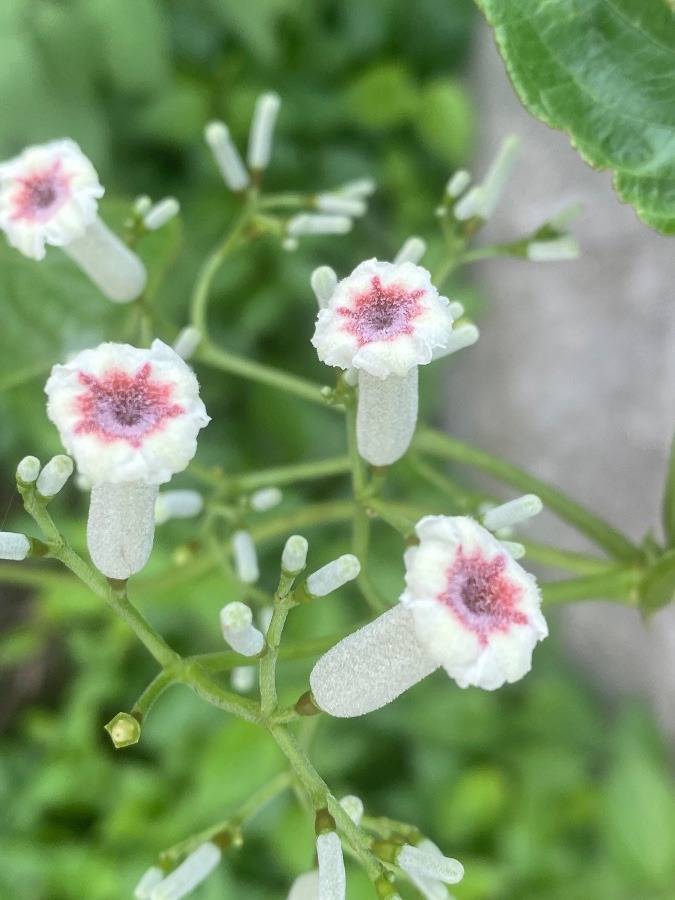 花倶楽部