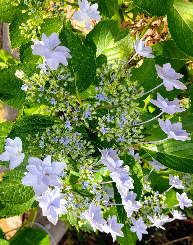 紫陽花 淡いブルー♪