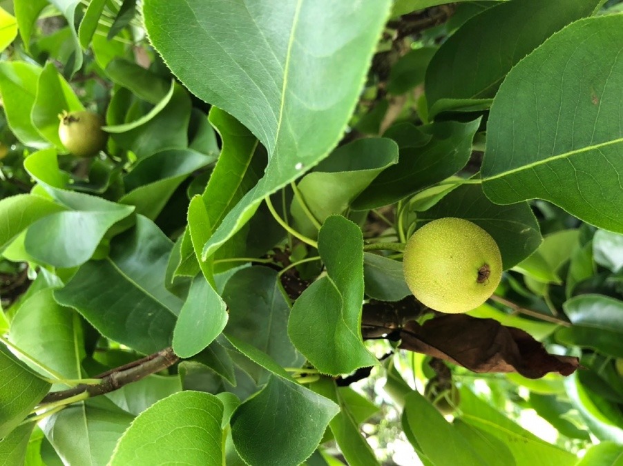 ラフランスの実は🍐上を向いて成り始める❣️