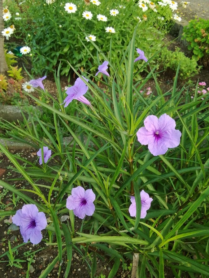 うすむらさきの小花