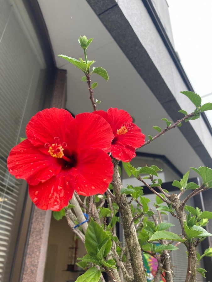 雨の中🌺