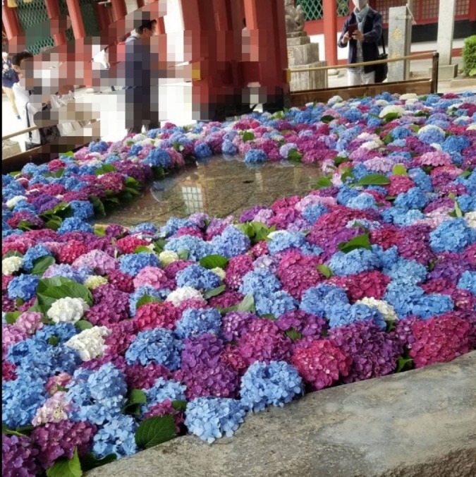 紫陽花の手水舎