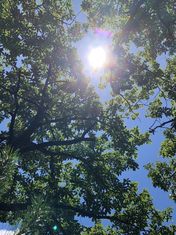 木漏れ日☀️🌿