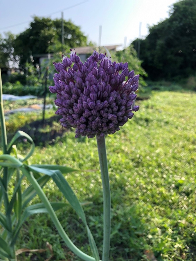 ニンニクの花