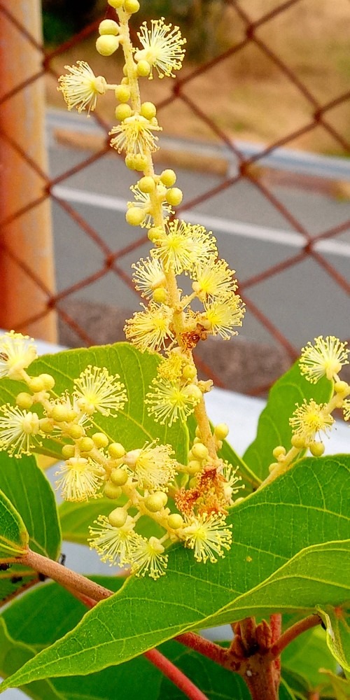 高速道路脇の花🌼