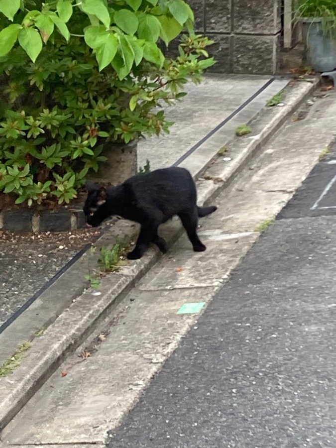 野良猫❣️