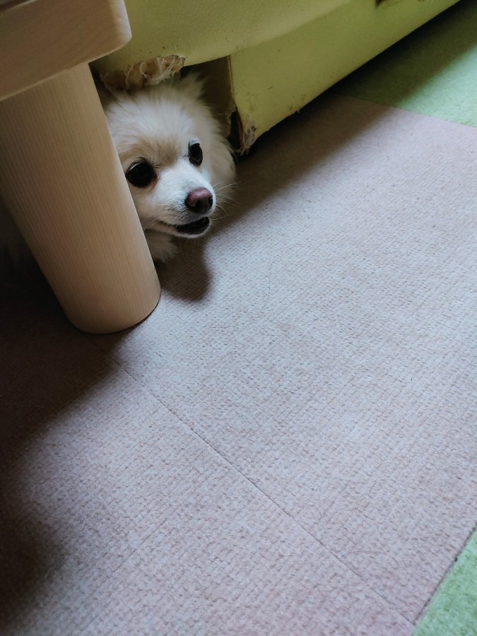 ふくのお気に入りの場所🐶