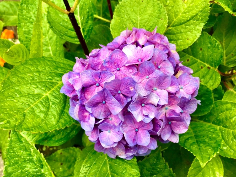 ⭕️ 今日の現場での花‼️ (^O^)