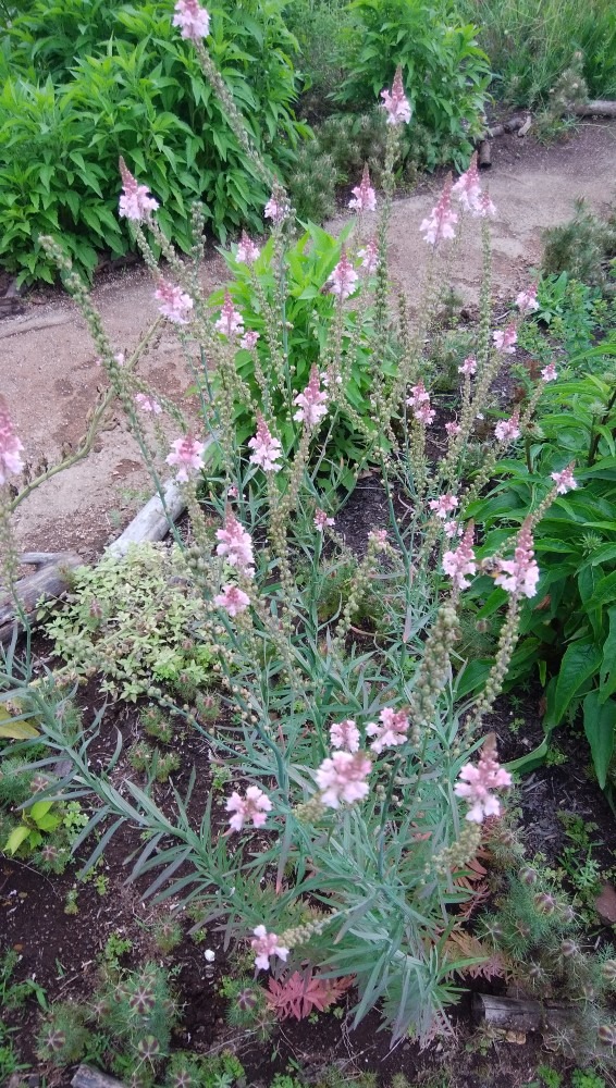 さわやかな、お花です！