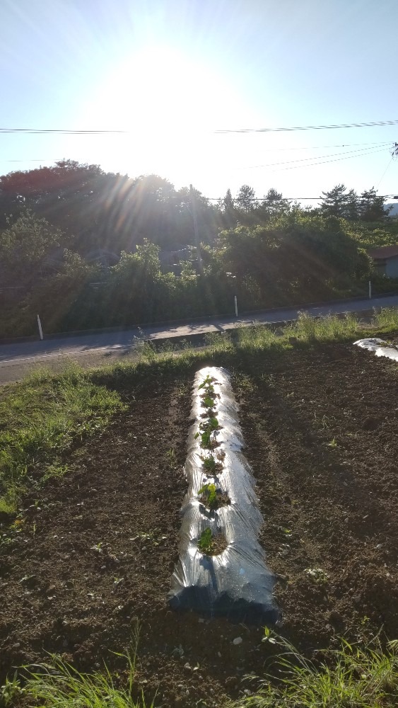 里芋育ってます