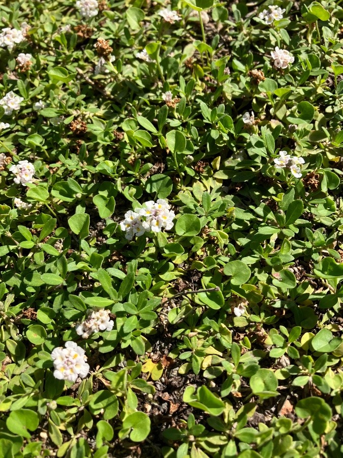 ヒメイワダレソウの花