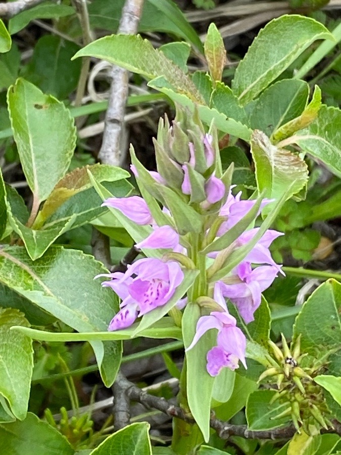 蔵王山頂の花🌸⑨