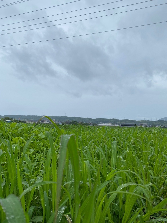 今朝は雨