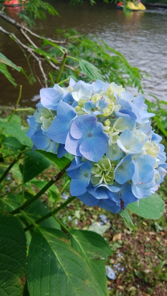 梅雨のお花です！