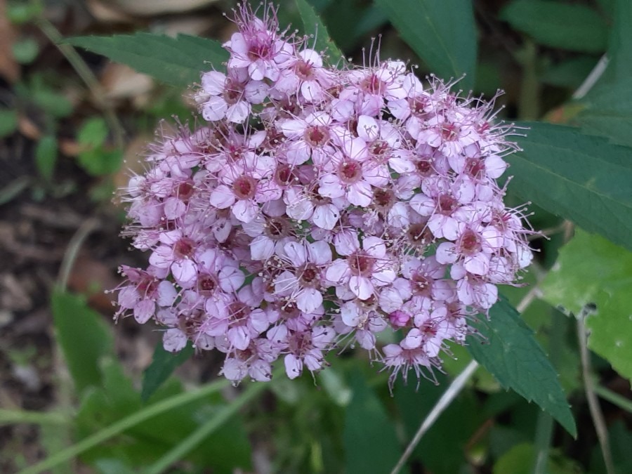 我が家の花(シモツケ🌼)