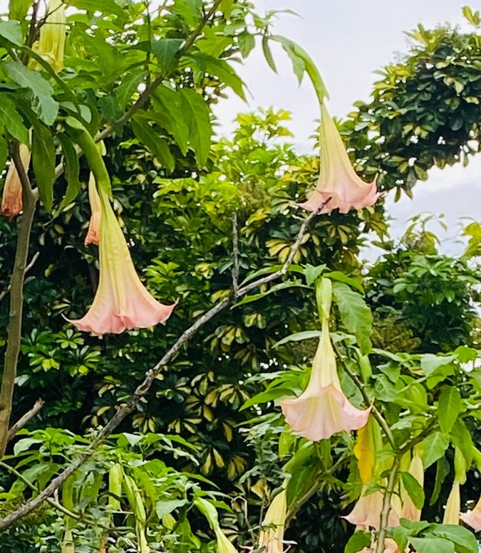 綺麗な花には毒がある‼️