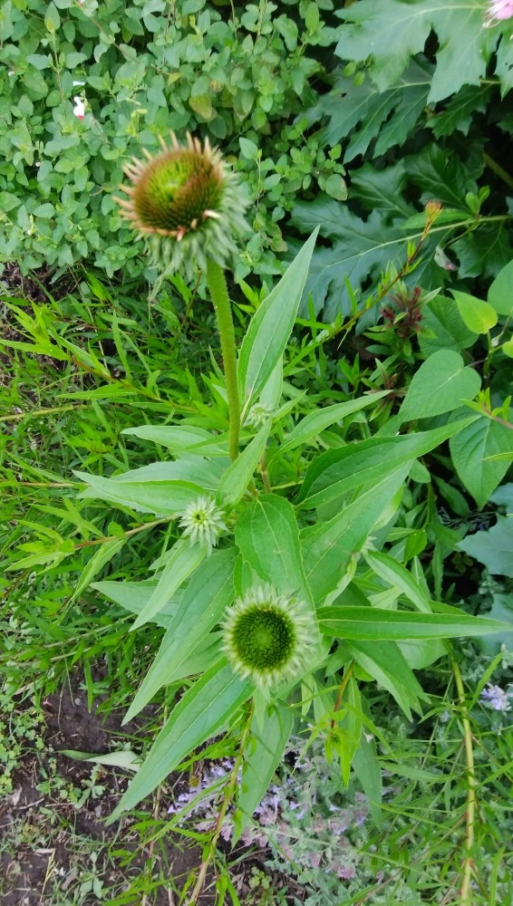 小さな、ステキな、お花です！