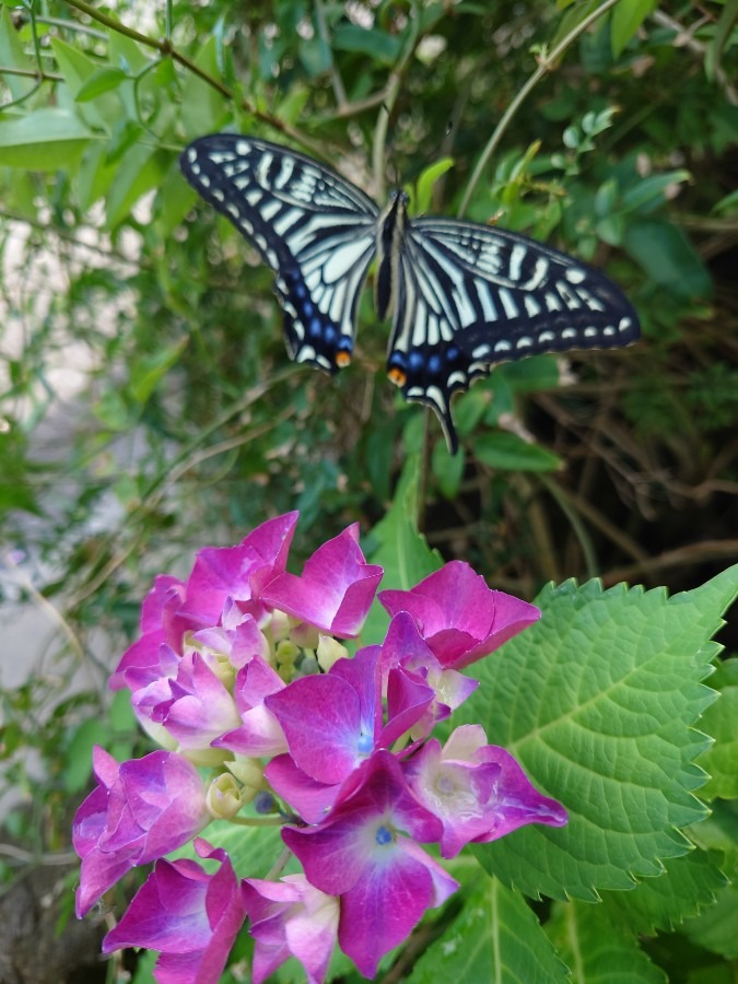 紫陽花