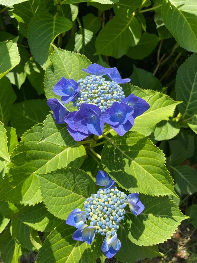 今日の紫陽花🌸