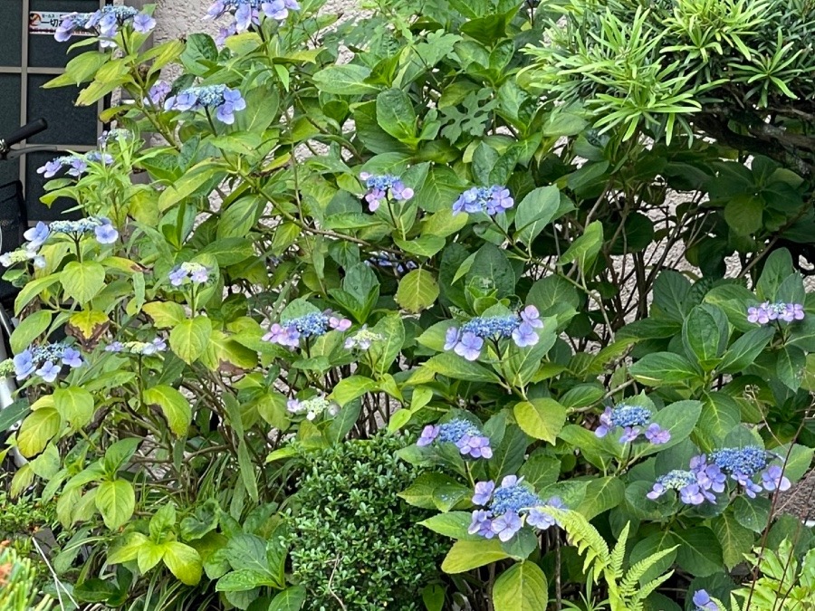 お向かいさんちの紫陽花