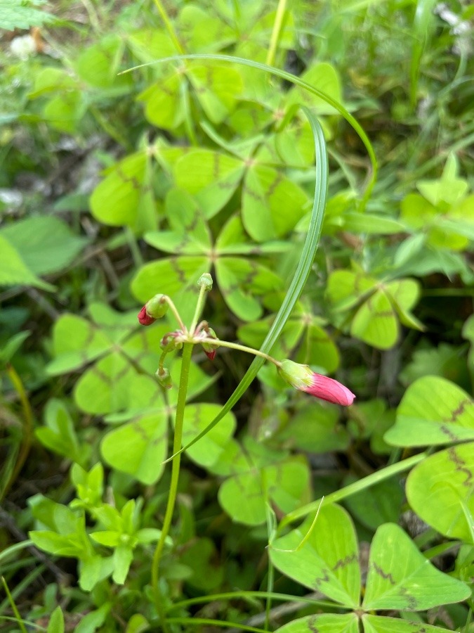 これはきっとよつばの花