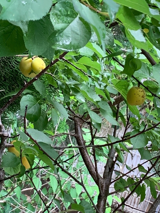 杏　花倶楽部