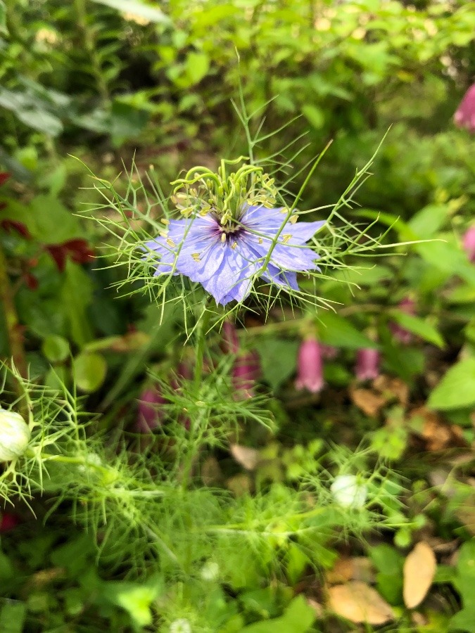 変わった花🌸