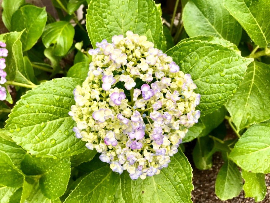 ⭕️ 今日の現場での花‼️ (^O^)