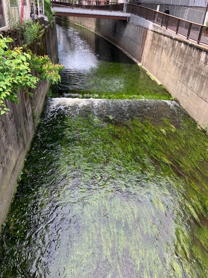 川藻のある風景