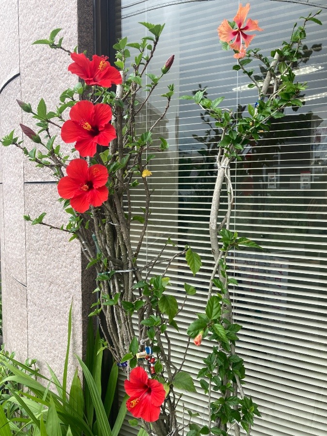 たくさん咲いてます🌺