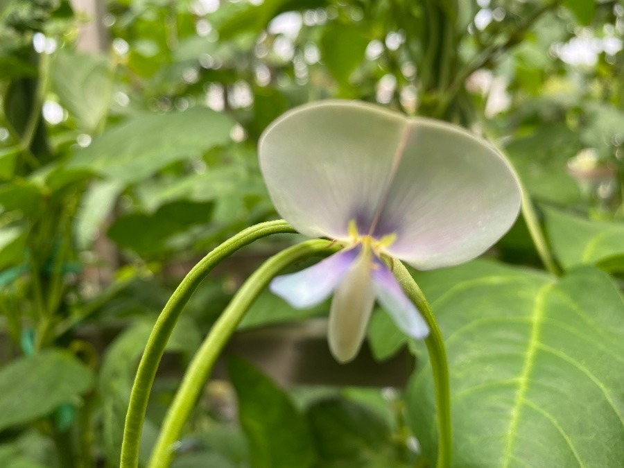 なんの野菜の花でしょう？