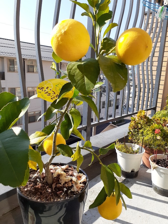 鉢植えのレモン🍋