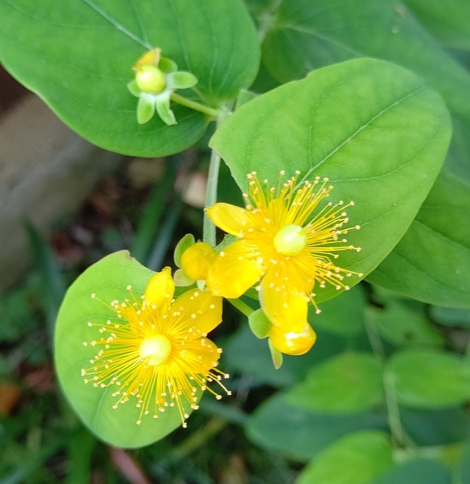 コボウズオトギリの花🌼