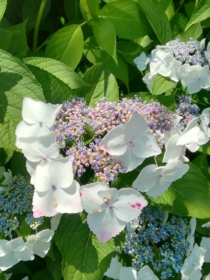 今日の紫陽花