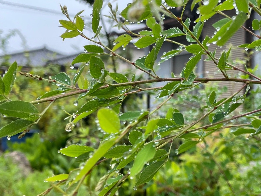 雨粒、キラキラ🌿✨✨