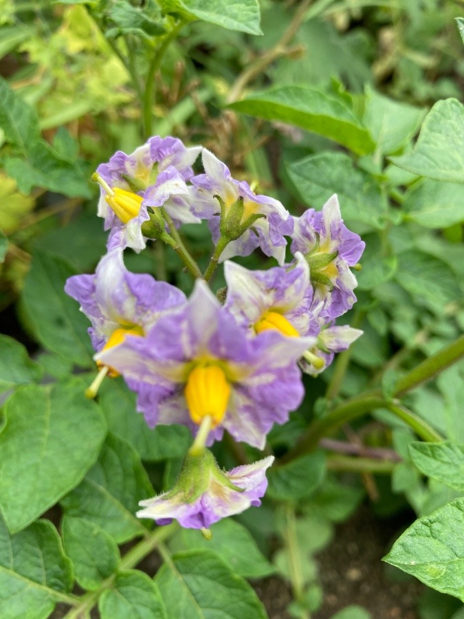 じゃがいもの花🥔