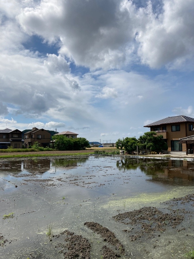 水田風景