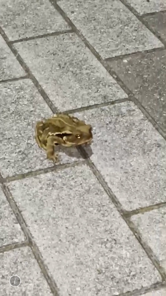 🐸東京のカエル🐸