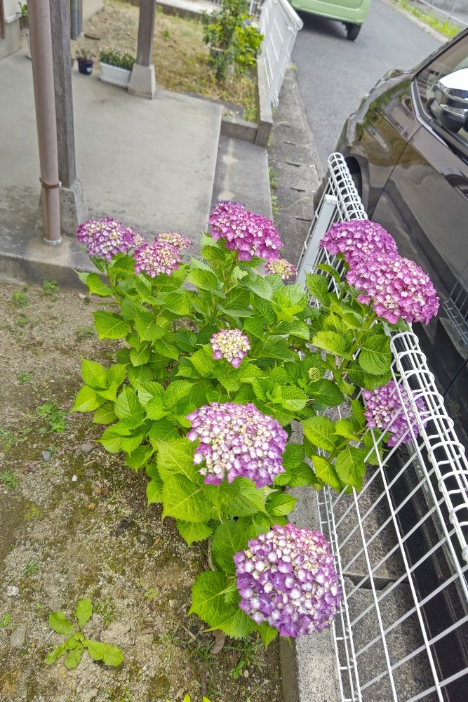 紫陽花