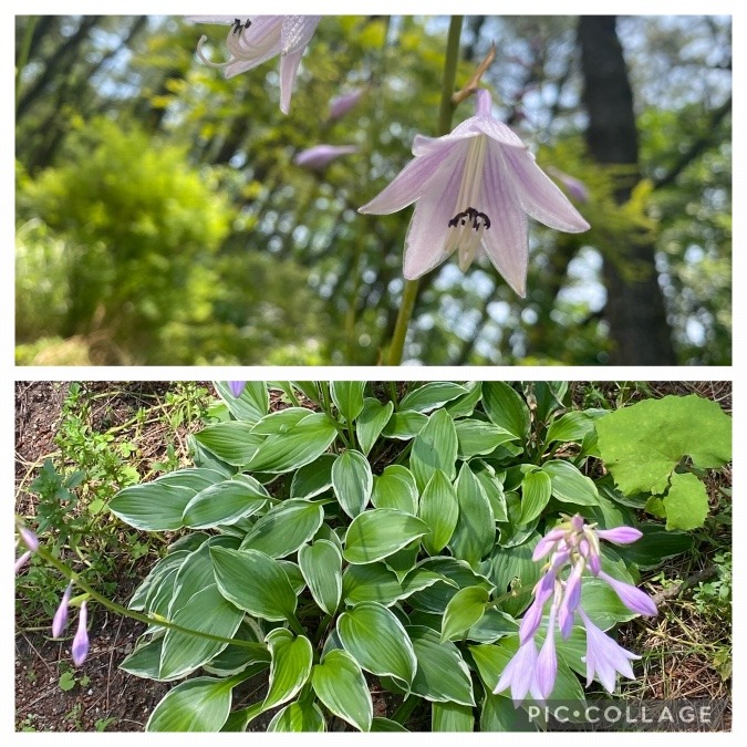 ギボウシの花