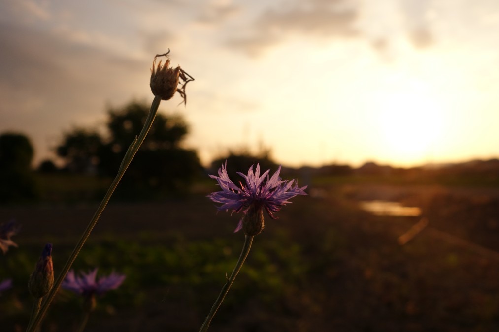 夕焼けは引き立てますね