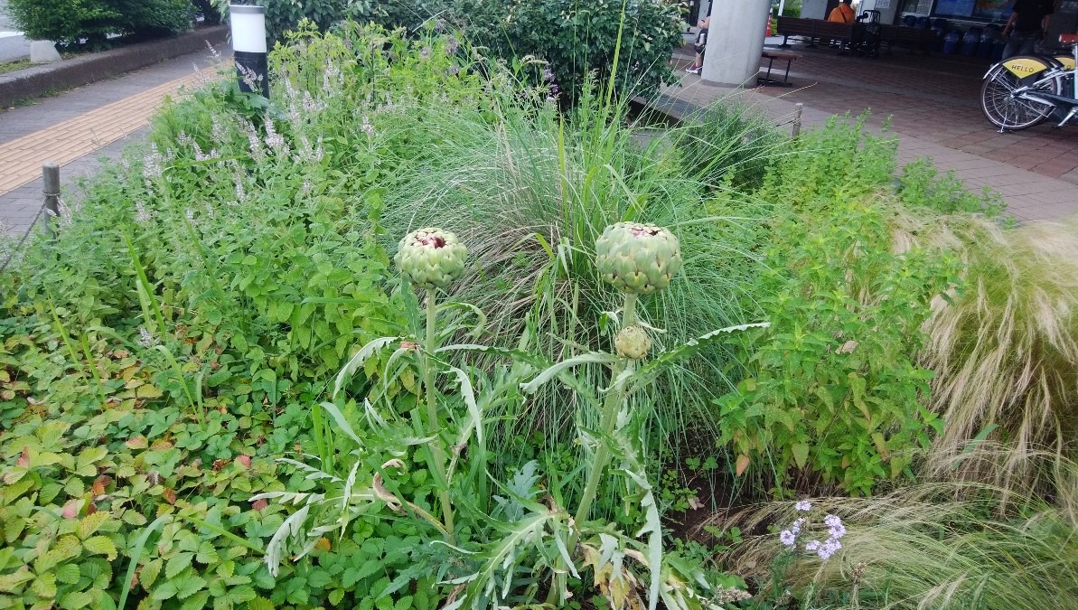 珍しい、蕾みです！