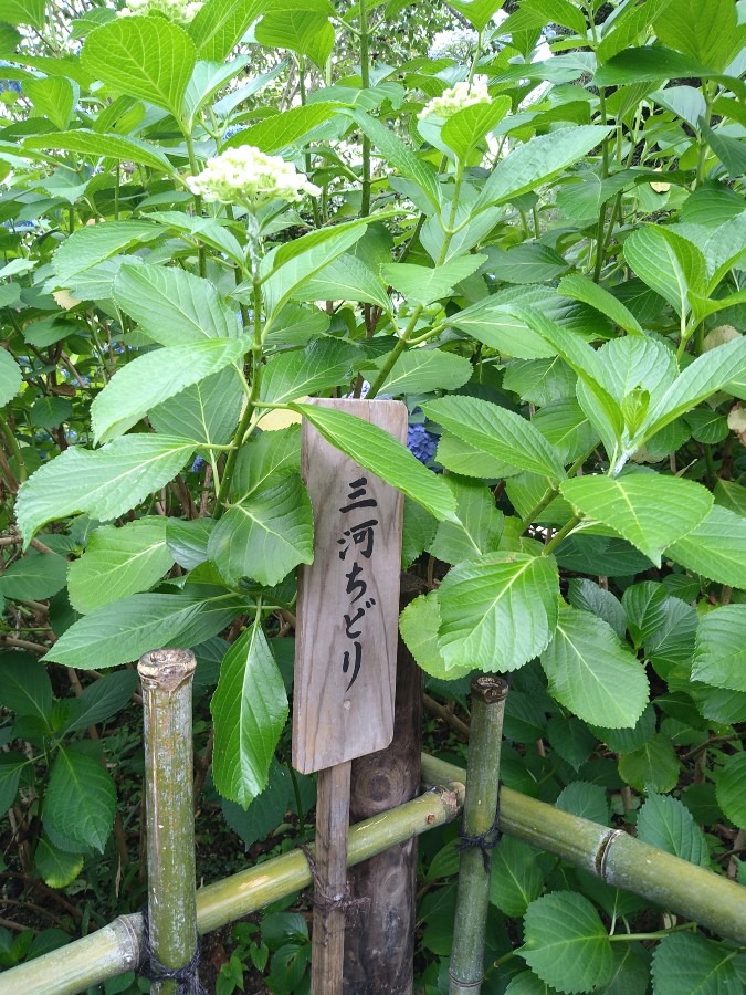 三河ちどり